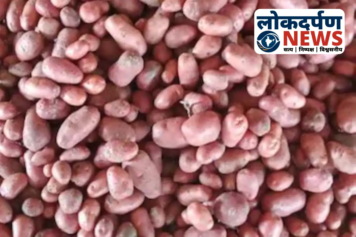 Chemical-treated potatoes seized in Gorakhpur market | Gorakhpur News