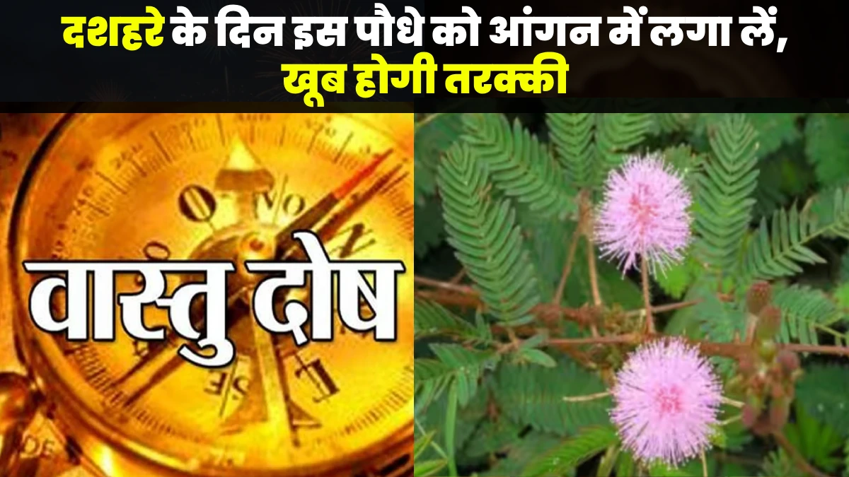 Dussehra 2025 vastu upay and vastu dosh upay suggest shami plant vastu upay, as शमी के पौधे का महत्व guides where and when to plant. घर के लिए वास्तु दोष उपाय with vastu home remedies explain shami ka paudha kaha lagaye, शमी के पौधे को कहां उगाएं, and shami ka paudha kis din lagaye on दशहरा."