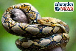 Gorakhpur News : गोरखपुर के PNB बैंक में 10 फीट का अजगर घुसा, मचा हड़कंप