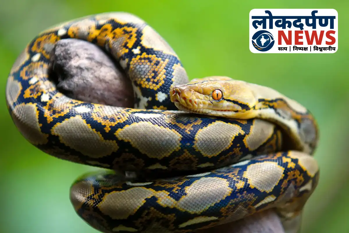 Forest department team rescues python from PNB Bank Gorakhpur | Gorakhpur News