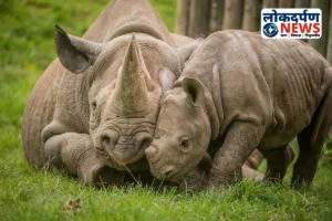 गोरखपुर जू में गैंडों के प्रजनन की तैयारी: असम से आए हर-गौरी अगले साल बन सकते हैं माता-पिता