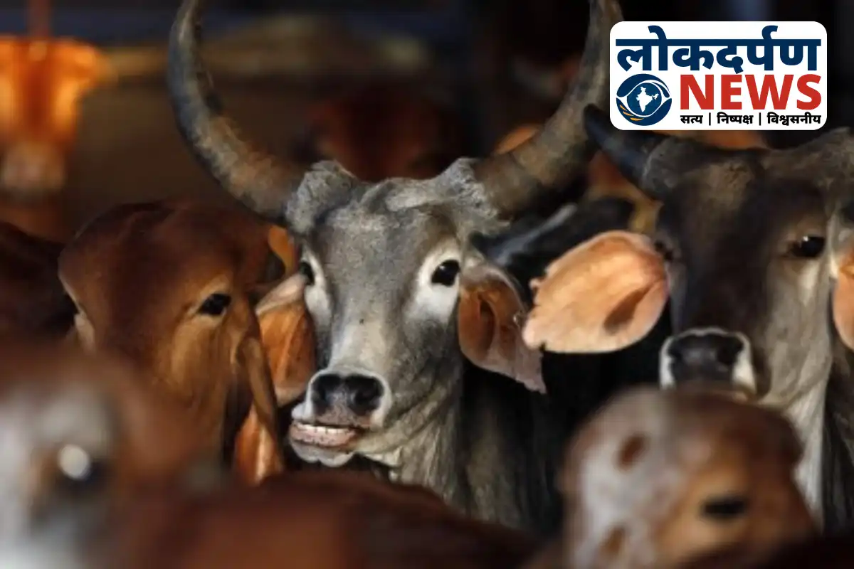 Gorakhpur police arrests 25K rewarded cattle smuggler | Gorakhpur News
