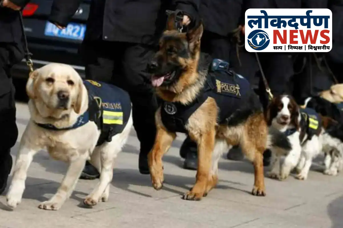 Gorakhpur police dog squad finds missing Class 4 boy | Gorakhpur News