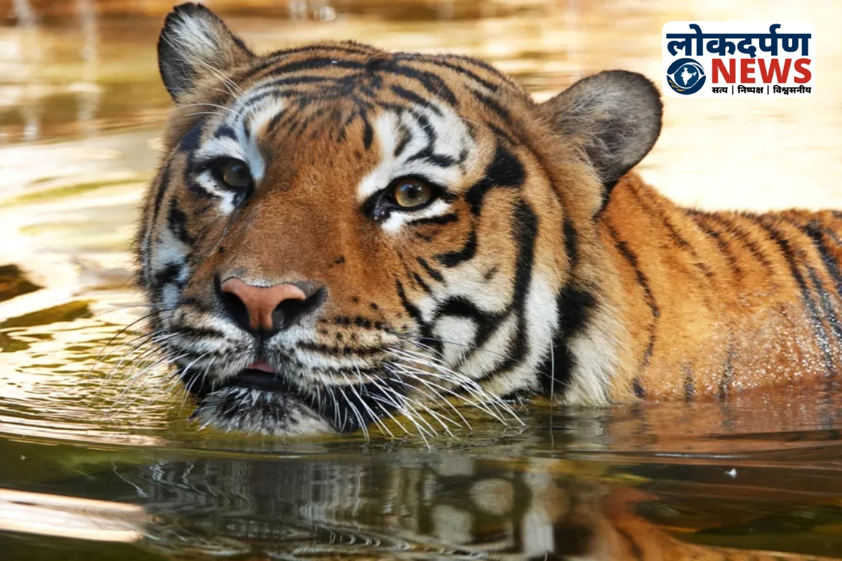 New tigress arrives at Gorakhpur Zoo from Sitapur, under isolation watch | Gorakhpur News