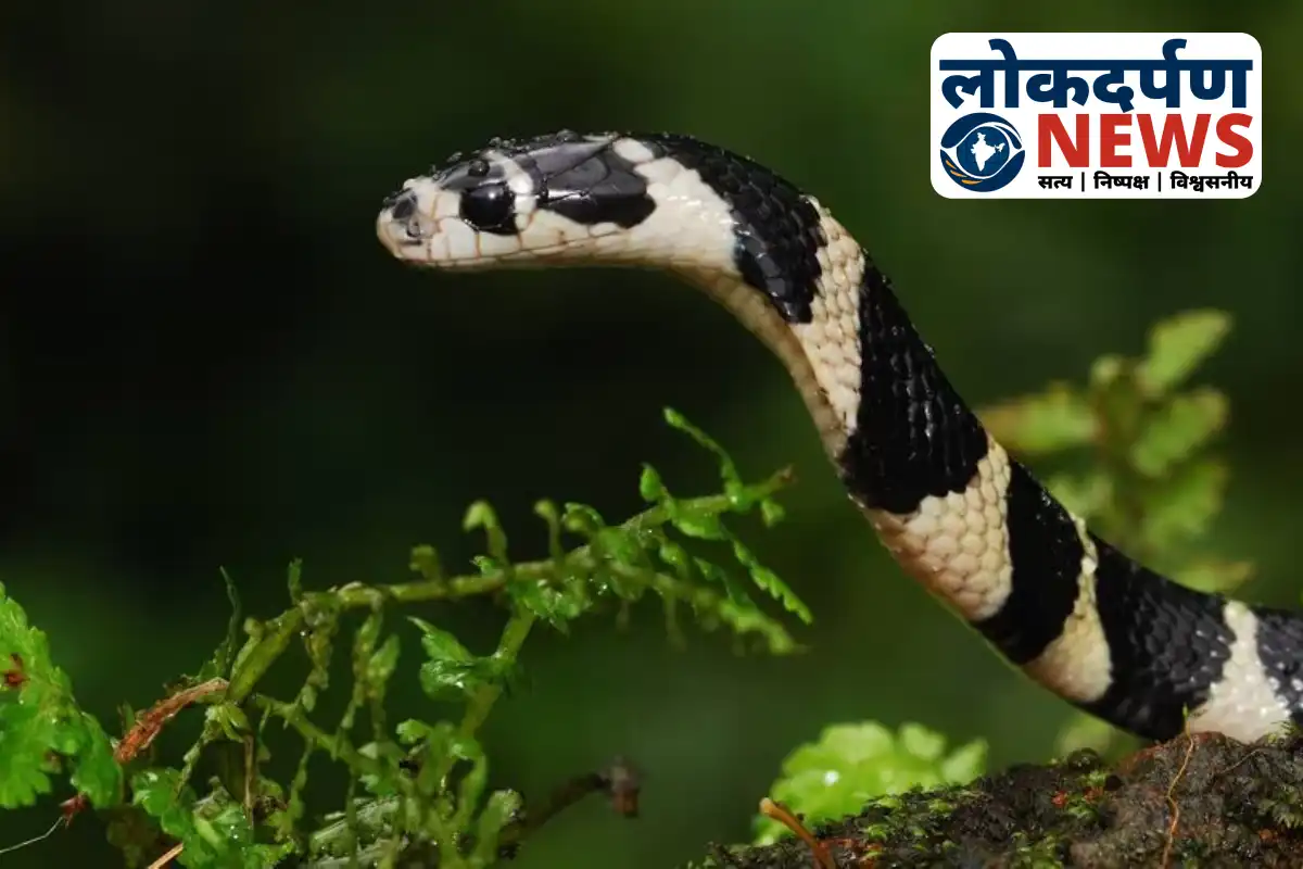 Snake bite incident in Gorakhpur woman dies due to lack of treatment | Gorakhpur News