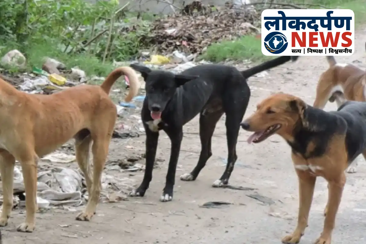 Stray dog monitoring and microchip rules in Gorakhpur city