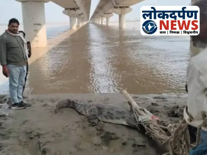 Gorakhpur News: गोरखपुर में घड़ियाल की दस्तक, ग्रामीणों ने साहस दिखाते हुए नदी में छोड़ा
