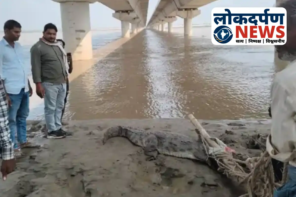 Villagers capturing crocodile safely near river in Gorakhpur | Gorakhpur News
