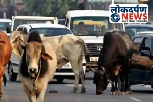 Uttar Pradesh News : बदायूं में गोवंश कटाव का विरोध, कटे सिर के साथ प्रदर्शन और हाइवे जाम, 3 गिरफ्तार
