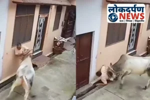 Uttar Pradesh News : मुरादाबाद में सांड के हमले से बुजुर्ग की मौत, CCTV में कैद हादसा-महिला ने पानी फेंका तो भड़क उठा पशु