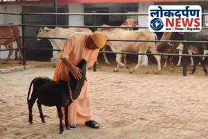 Gorakhpur News : सीएम योगी आदित्यनाथ ने गोवर्धन पूजा पर गोरखनाथ मंदिर में गायों की सेवा की और जनता दर्शन में लोगों की समस्याएं सुनी