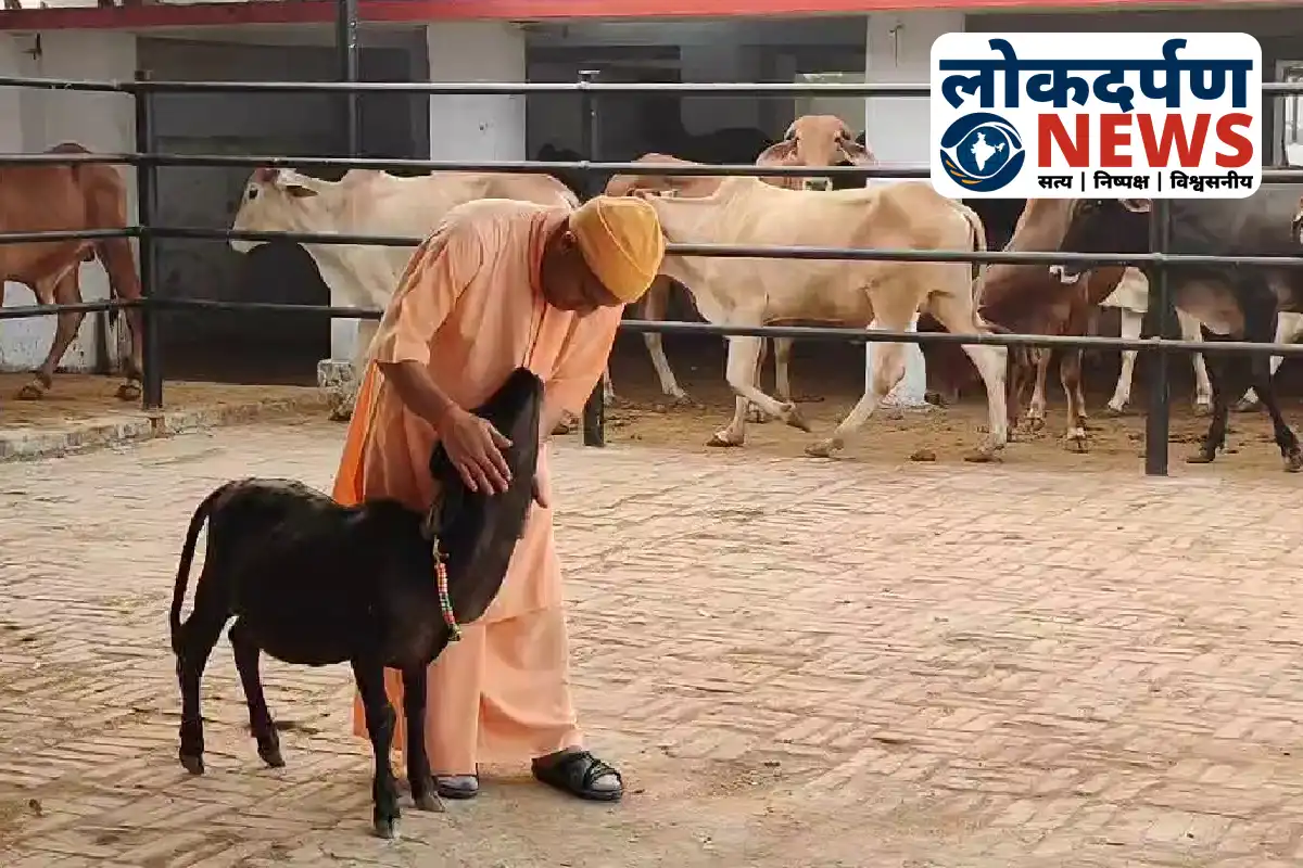 CM Yogi Adityanath feeding cows and performing Govardhan Puja | Gorakhpur News