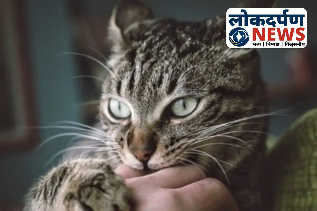 Mother takes injured child to Gorakhpur district hospital after cat bite | Gorakhpur News