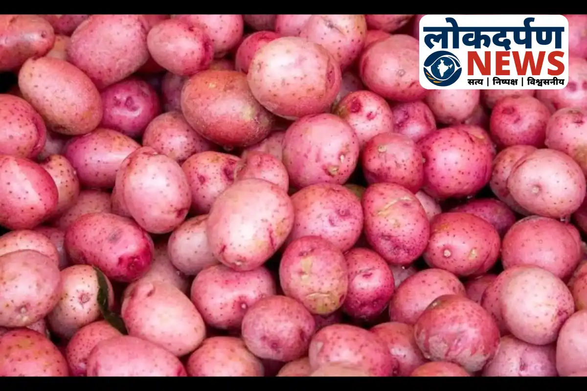 Red potatoes colored with iron oxide seized in Gorakhpur Mandi | Gorakhpur News