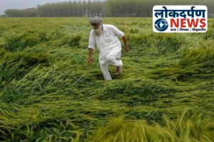Gorakhpur News : गोरखपुर में बेमौसम बारिश से धान की फसल को भारी नुकसान, कटाई में देरी, रबी बुवाई पर भी पड़ा असर