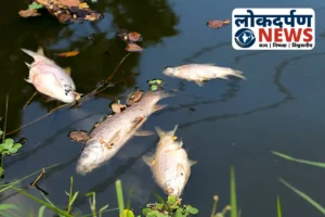 सूरजकुंड तालाब में मछलियों की मौत: तेल और ऑक्सीजन की कमी मुख्य कारण
