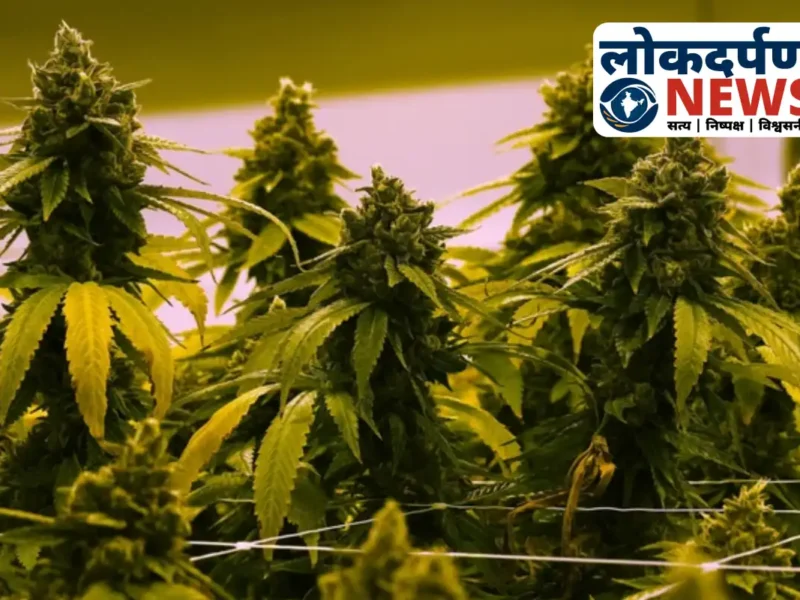 गोरखपुर में 17 लाख का अमेरिकन गांजा बरामद: पुलिस बनकर करता था तस्करी, लखनऊ में पकड़े गए गिरोह ने किया खुलासा