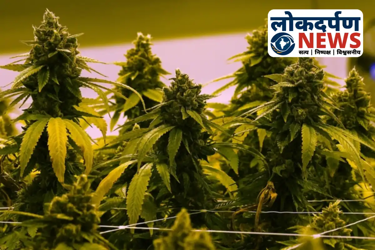 Gorakhpur police seized 17 lakh worth American marijuana, accused posed as police officer