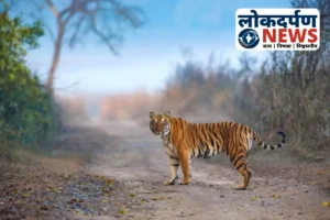 पीलीभीत टाइगर रिजर्व में बाघ का हमला टला: जिप्सी पर झपट्टा मारकर दौड़ाया पर्यटकों को, ड्राइवर की सूझबूझ से बची 11 लोगों की जान