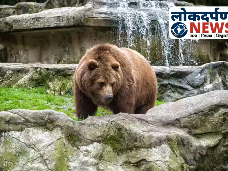 गोरखपुर चिड़ियाघर में सर्दी से वन्यजीवों की सुरक्षा के पुख्ता इंतजाम, बंदरों को कंबल और सांपों के लिए पुआल बिछाया गया