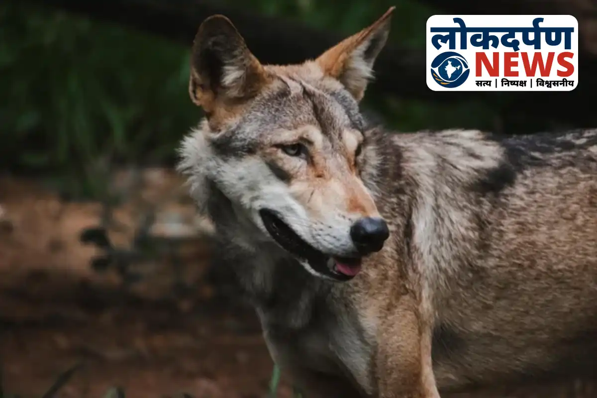 Wolf shot dead in Bahraich after abducting baby girl | UP News
